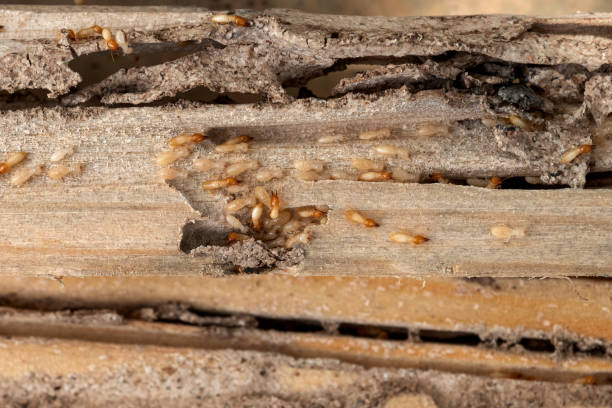 Best Affordable Pest Control Services  in Westwood, KY